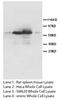 Lamin A/C antibody, orb18081, Biorbyt, Western Blot image 