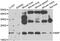 Bcl2 Modifying Factor antibody, abx006799, Abbexa, Western Blot image 