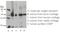 Cartilage oligomeric matrix protein antibody, AP54824PU-N, Origene, Western Blot image 