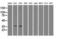 SDH antibody, GTX83589, GeneTex, Western Blot image 