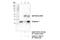 Calponin 1 antibody, 17819T, Cell Signaling Technology, Immunoprecipitation image 