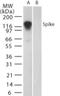 Seryl-TRNA Synthetase antibody, NBP2-24746, Novus Biologicals, Western Blot image 