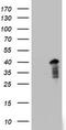 Paired Related Homeobox 1 antibody, CF803029, Origene, Western Blot image 