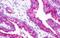 G Protein-Coupled Receptor 25 antibody, NLS378, Novus Biologicals, Immunohistochemistry paraffin image 