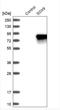 SRY-Box 9 antibody, NBP1-85551, Novus Biologicals, Western Blot image 