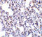 B Cell Receptor Associated Protein 31 antibody, 3675, ProSci Inc, Immunohistochemistry frozen image 