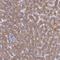 Elongin A2 antibody, HPA041009, Atlas Antibodies, Immunohistochemistry paraffin image 