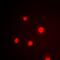High Mobility Group Nucleosome Binding Domain 1 antibody, orb373350, Biorbyt, Immunofluorescence image 