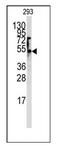 Solute Carrier Family 29 Member 1 (Augustine Blood Group) antibody, AP11118PU-N, Origene, Western Blot image 