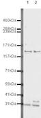 Par-3 Family Cell Polarity Regulator antibody, PA5-19791, Invitrogen Antibodies, Western Blot image 