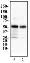Peroxisome proliferator-activated receptor gamma antibody, TA336911, Origene, Western Blot image 