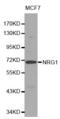 Pro-neuregulin-1, membrane-bound isoform antibody, MBS128129, MyBioSource, Western Blot image 