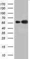 K7 antibody, TA803077S, Origene, Western Blot image 