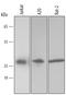 Peroxiredoxin 6 antibody, AF3490, R&D Systems, Western Blot image 