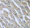 CAD protein antibody, FNab01183, FineTest, Immunohistochemistry frozen image 