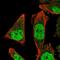 Zinc Finger Protein 414 antibody, NBP2-33693, Novus Biologicals, Immunocytochemistry image 