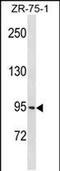 Protocadherin Gamma Subfamily B, 1 antibody, PA5-49058, Invitrogen Antibodies, Western Blot image 