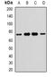 Nuclear receptor subfamily 2 group C member 1 antibody, orb381919, Biorbyt, Western Blot image 