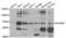 LIMP II antibody, LS-C334615, Lifespan Biosciences, Western Blot image 