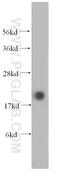MLC-2 antibody, 10324-1-AP, Proteintech Group, Western Blot image 