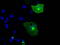 NT-3 growth factor receptor antibody, M02502-2, Boster Biological Technology, Immunofluorescence image 