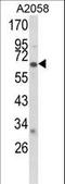 Cytochrome P450 2F1 antibody, LS-C97497, Lifespan Biosciences, Western Blot image 
