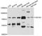 HGF Activator antibody, A10114, ABclonal Technology, Western Blot image 