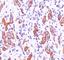 ERBB2 antibody, V2108SAF-100UG, NSJ Bioreagents, Flow Cytometry image 