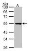 Protein Serine Kinase H1 antibody, TA308463, Origene, Western Blot image 