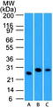 HILDA antibody, TA337172, Origene, Western Blot image 
