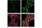 X-box-binding protein 1 antibody, 47134S, Cell Signaling Technology, Immunofluorescence image 
