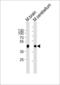 Zinc Finger DHHC-Type Containing 14 antibody, LS-C344383, Lifespan Biosciences, Western Blot image 