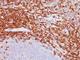 Sialophorin antibody, NBP2-44647, Novus Biologicals, Immunohistochemistry frozen image 