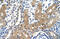 Cytochrome P450 Family 4 Subfamily A Member 22 antibody, 29-654, ProSci, Immunohistochemistry frozen image 