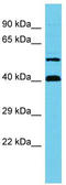 Nuclear Cap Binding Subunit 3 antibody, TA330681, Origene, Western Blot image 
