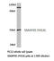 Histone Deacetylase 3 antibody, LS-C176521, Lifespan Biosciences, Western Blot image 