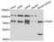 Gbp antibody, LS-C346096, Lifespan Biosciences, Western Blot image 