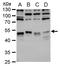 LIM Domain Binding 1 antibody, TA308742, Origene, Western Blot image 