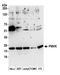 Phosphomevalonate Kinase antibody, A305-576A-M, Bethyl Labs, Western Blot image 