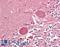 Sonic hedgehog protein antibody, LS-B8934, Lifespan Biosciences, Immunohistochemistry paraffin image 