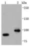Cell division cycle 5-like protein antibody, A03797-1, Boster Biological Technology, Western Blot image 