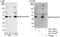 Eukaryotic translation initiation factor 3 subunit G antibody, A301-757A, Bethyl Labs, Western Blot image 