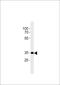 Cannabinoid Receptor 2 antibody, 55-328, ProSci, Western Blot image 