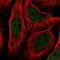 RAN Guanine Nucleotide Release Factor antibody, HPA057280, Atlas Antibodies, Immunofluorescence image 
