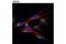 RAB1A, Member RAS Oncogene Family antibody, 13075S, Cell Signaling Technology, Immunocytochemistry image 