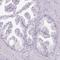 Regulatory Factor X2 antibody, HPA048969, Atlas Antibodies, Immunohistochemistry frozen image 