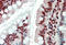 EWS RNA Binding Protein 1 antibody, TA305656, Origene, Immunohistochemistry frozen image 