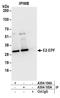 Ubiquitin-conjugating enzyme E2 S antibody, A304-104A, Bethyl Labs, Immunoprecipitation image 