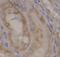 Interleukin 1 Receptor Associated Kinase 1 antibody, FNab10246, FineTest, Immunohistochemistry frozen image 