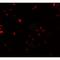 Family With Sequence Similarity 193 Member B antibody, MBS153505, MyBioSource, Western Blot image 